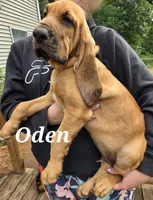 Oden "Odie", a male Bloodhound for sale in Onsted, MI – 4 of 4