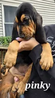 Pinky, a female Bloodhound for sale in Onsted, MI – 2 of 3