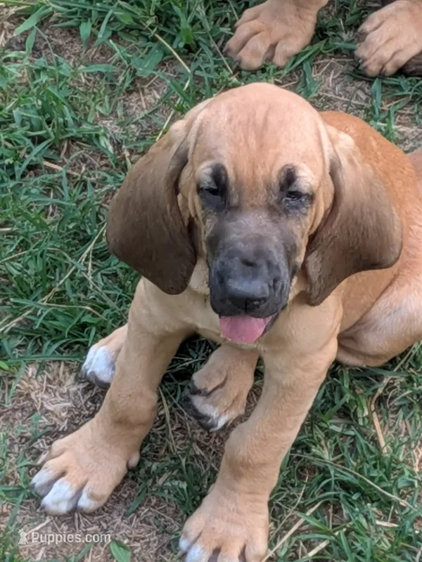 Caroline – Bloodhound puppy for sale in Onsted, MI