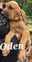 Oden "Odie", a male Bloodhound for sale in Onsted, MI – 1 of 4