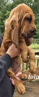 Lola, a female Bloodhound for sale in Onsted, MI – 2 of 4