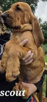 Scout, a male Bloodhound for sale in Onsted, MI – 2 of 3