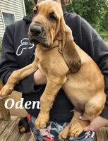 Oden "Odie", a male Bloodhound for sale in Onsted, MI – 3 of 4