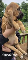 Caroline, a female Bloodhound for sale in Onsted, MI – 3 of 4