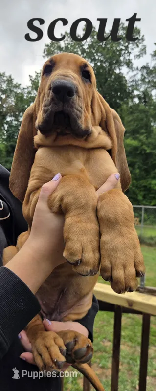 Scout – Bloodhound puppy for sale in Onsted, MI