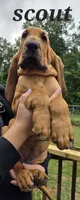 Scout, a male Bloodhound for sale in Onsted, MI – 1 of 3