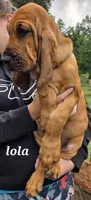 Lola, a female Bloodhound for sale in Onsted, MI – 3 of 4