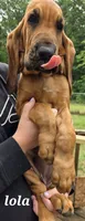 Lola, a female Bloodhound for sale in Onsted, MI – 4 of 4