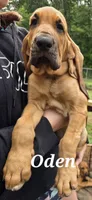 Oden "Odie", a male Bloodhound for sale in Onsted, MI – 2 of 4