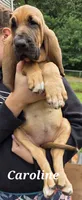 Caroline, a female Bloodhound for sale in Onsted, MI – 2 of 4