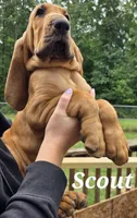 Scout, a male Bloodhound for sale in Onsted, MI – 3 of 3