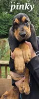 Pinky, a female Bloodhound for sale in Onsted, MI – 3 of 3