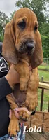 Lola, a female Bloodhound for sale in Onsted, MI – 1 of 4