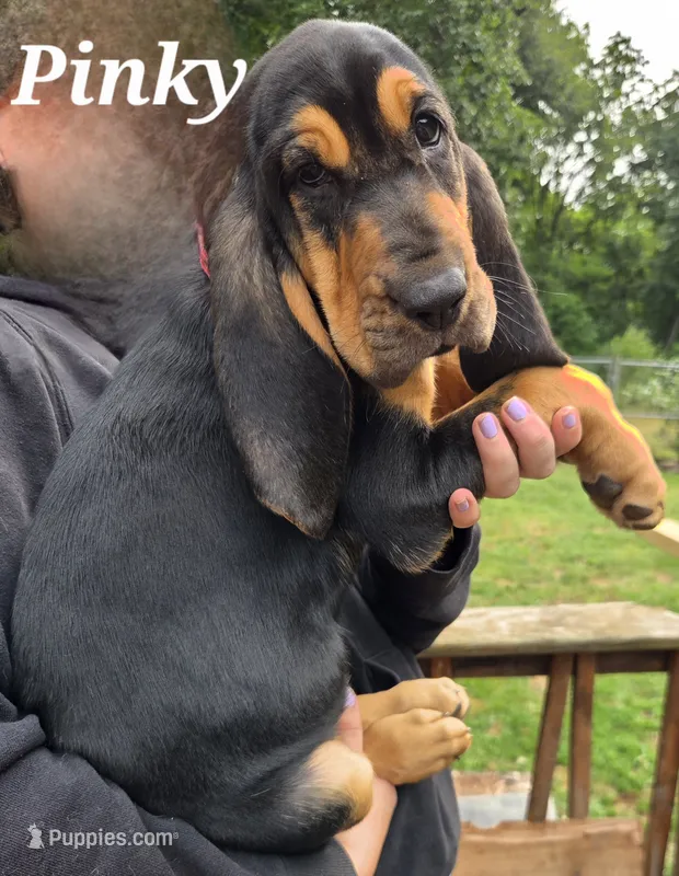Pinky – Bloodhound puppy for sale in Onsted, MI