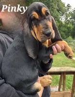 Pinky, a female Bloodhound for sale in Onsted, MI – 1 of 3