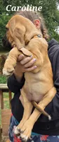 Caroline, a female Bloodhound for sale in Onsted, MI – 4 of 4
