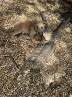 Max, a male American Bully and Dutch Shepherd for sale in Tampa, FL – Photo 5 of 9