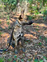 Max, a male American Bully and Dutch Shepherd for sale in Tampa, FL – Photo 9 of 9