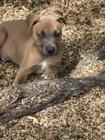 Max, a male American Bully and Dutch Shepherd for sale in Tampa, FL – Photo 2 of 9