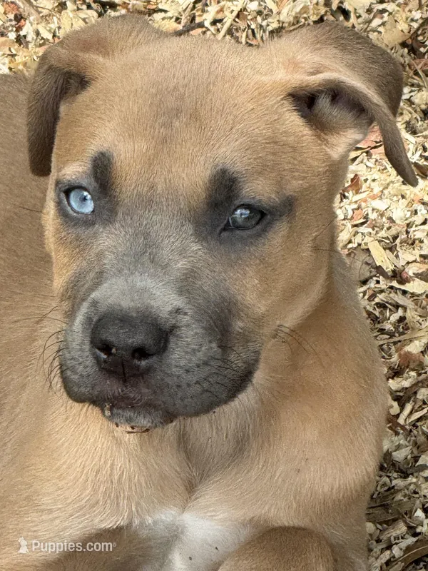 Max, a male American Bully and Dutch Shepherd for sale in Tampa, FL – Photo 1 of 9