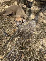 Max, a male American Bully and Dutch Shepherd for sale in Tampa, FL – Photo 4 of 9