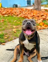 Max, a male American Bully and Dutch Shepherd for sale in Tampa, FL – Photo 7 of 9