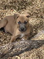 Max, a male American Bully and Dutch Shepherd for sale in Tampa, FL – Photo 3 of 9