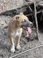 Cheetah , a female American Bully and Dutch Shepherd for sale in Tampa, FL – 4 of 6