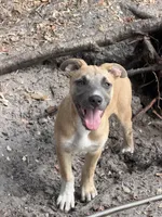 Cheetah , a female American Bully and Dutch Shepherd for sale in Tampa, FL – 2 of 6