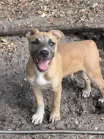 Cheetah , a female American Bully and Dutch Shepherd for sale in Tampa, FL – 6 of 6