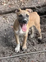 Cheetah , a female American Bully and Dutch Shepherd for sale in Tampa, FL – 3 of 6