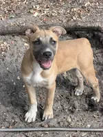 Cheetah , a female American Bully and Dutch Shepherd for sale in Tampa, FL – 5 of 6