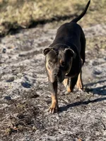 Stella , a female American Bully and Dutch Shepherd for sale in Tampa, FL – Photo 5 of 9