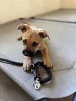 Stella , a female American Bully and Dutch Shepherd for sale in Tampa, FL – Photo 2 of 9