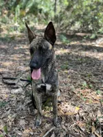 Stella , a female American Bully and Dutch Shepherd for sale in Tampa, FL – Photo 9 of 9