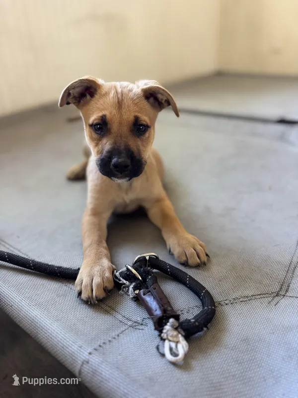 Stella  – American Bully, Dutch Shepherd puppy for sale in Tampa, FL