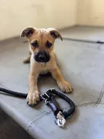 Stella , a female American Bully and Dutch Shepherd for sale in Tampa, FL – Photo 1 of 9