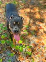 Stella , a female American Bully and Dutch Shepherd for sale in Tampa, FL – Photo 8 of 9