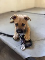 Stella , a female American Bully and Dutch Shepherd for sale in Tampa, FL – Photo 3 of 9