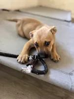 Stella , a female American Bully and Dutch Shepherd for sale in Tampa, FL – Photo 4 of 9