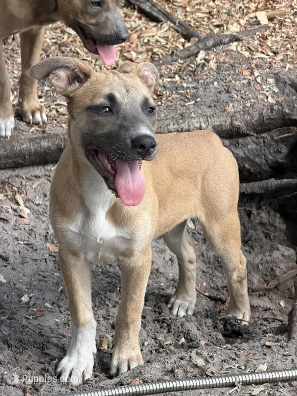 Cheetah  – American Bully, Dutch Shepherd puppy for sale in Tampa, FL
