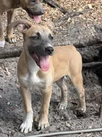 Cheetah , a female American Bully and Dutch Shepherd for sale in Tampa, FL – 1 of 6