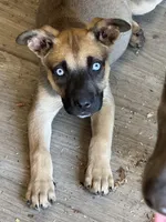Sparkle, a female American Bully and Dutch Shepherd for sale in Tampa, FL – Photo 2 of 8
