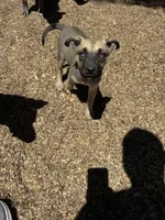 Sparkle, a female American Bully and Dutch Shepherd for sale in Tampa, FL – Photo 3 of 8