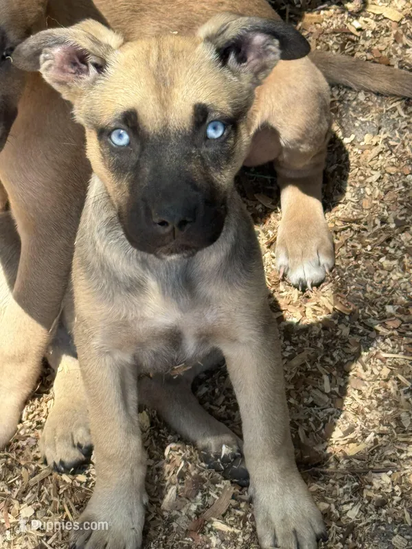 Sparkle – American Bully, Dutch Shepherd puppy for sale in Tampa, FL