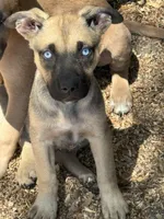 Sparkle, a female American Bully and Dutch Shepherd for sale in Tampa, FL – Photo 1 of 8