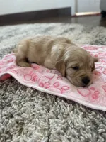Liberty , a female Golden Retriever for sale in Humboldt, IA – 2 of 2