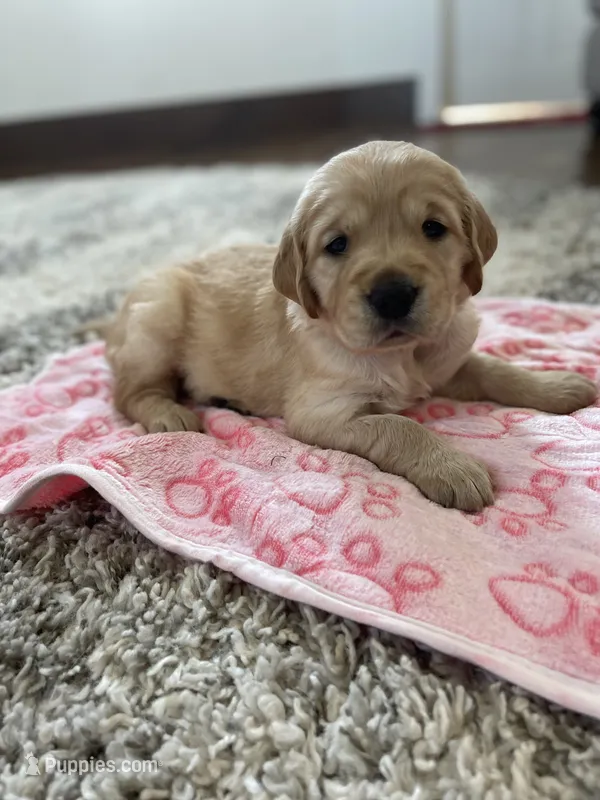 Liberty  – Golden Retriever puppy for sale in Humboldt, IA