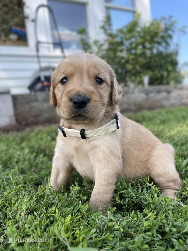 Sweetie – Golden Retriever puppy for sale in Humboldt, IA