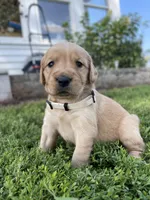 Sweetie, a female Golden Retriever for sale in Humboldt, IA – 1 of 1